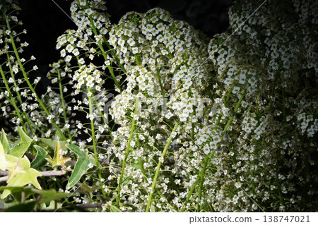 Sweet Alyssum Blossoms Close Up Floral Beauty 138747021