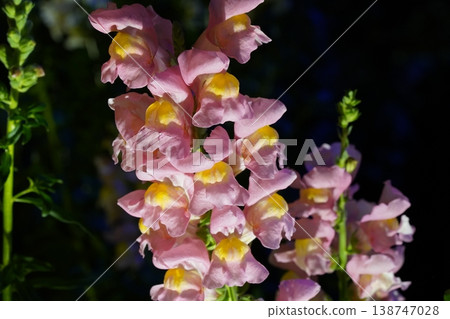 Beautiful Pink and Yellow Snapdragons Floral Close Up Beautiful Pink and Yellow Snapdragons Floral Close Up 138747028