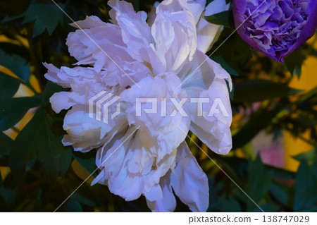Elegant White Peony Flower Close-up Bloom Elegant White Peony Flower Close-up Bloom 138747029