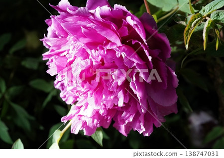 Close Up of a Beautiful Pink Peony Bloom Close Up of a Beautiful Pink Peony Bloom 138747031