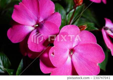 Vibrant Pink Impatiens Flowers in Bloom Vibrant Pink Impatiens Flowers in Bloom 138747041