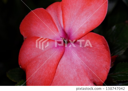 Vibrant Impatiens Flower Close Up Macro Shot Photography Vibrant Impatiens Flower Close Up Macro Shot Photography 138747042