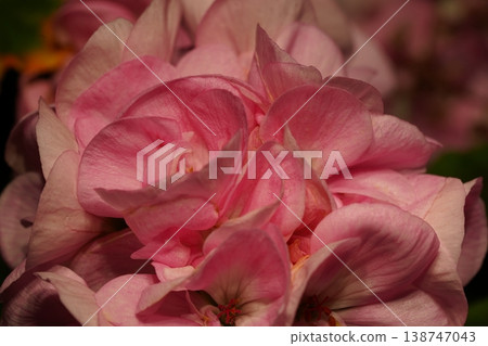 Close up of pink geranium flower petals Close up of pink geranium flower petals 138747043