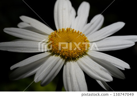 Close Up of a Beautiful Daisy Flower 138747049