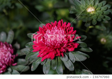 Vibrant Red Aster Flower Close Up 138747060