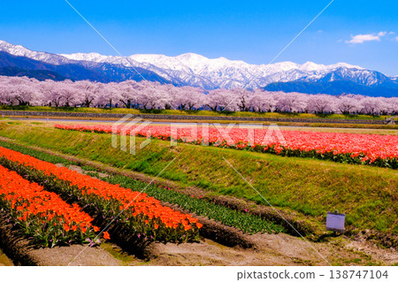 Red tulips, cherry blossom trees, and the Northern Alps 138747104