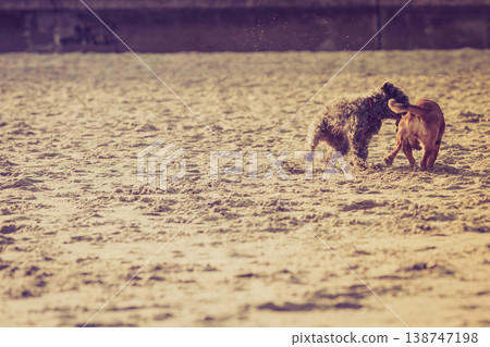 Two mongrel dogs playing together on beach Two mongrel dogs playing together on beach 138747198