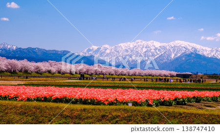 Snow-capped mountains shining white, cherry blossoms, and tulips Snow-capped mountains shining white, cherry blossoms, and tulips 138747410