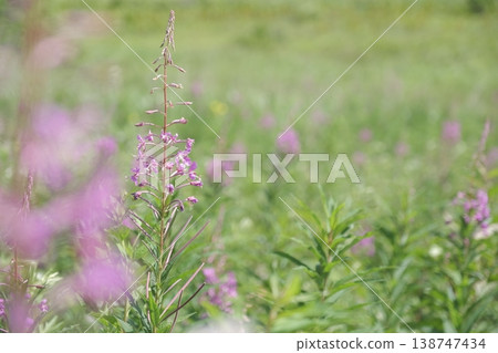 Willowherb flowers that add color to the summer in the highlands; refreshing green background and copy space. Willowherb flowers that add color to the summer in the highlands; refreshing green background and copy space. 138747434