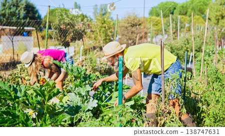 Couple gardening and harvesting organic vegetables in summer garden 138747631