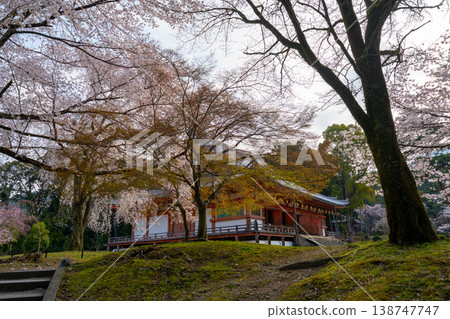 京都:醍醐寺和櫻花景色 京都:醍醐寺和櫻花景色 138747747