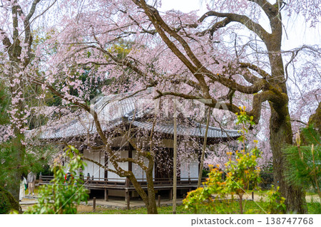 Kyoto: Daigo-ji Temple and cherry blossom scenery 138747768
