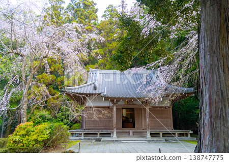 京都：醍醐寺和櫻花景色 138747775