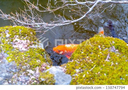 Kyoto: Daigo-ji Temple and cherry blossom scenery 138747794
