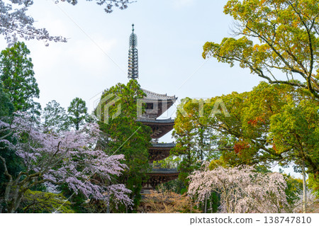 Kyoto: Daigo-ji Temple and cherry blossom scenery Kyoto: Daigo-ji Temple and cherry blossom scenery 138747810