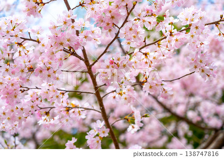 Kyoto: Daigo-ji Temple and cherry blossom scenery Kyoto: Daigo-ji Temple and cherry blossom scenery 138747816