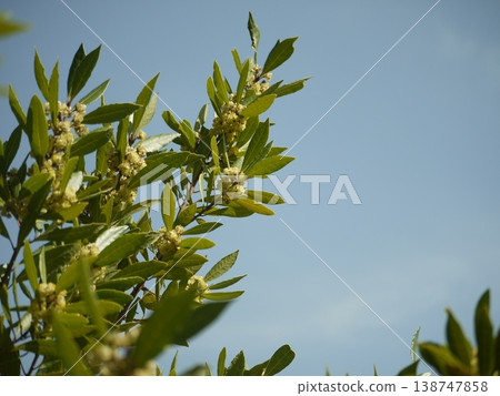Laurel tree, flowers, and blue sky Laurel tree, flowers, and blue sky 138747858