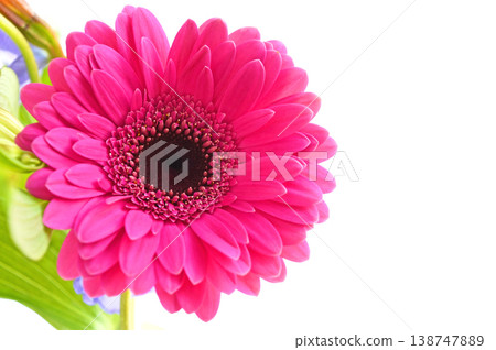 雛菊 138747889