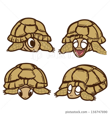 Egyptian tortoise 138747890