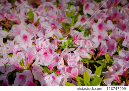 A cluster of vibrant pink azaleas A cluster of vibrant pink azaleas 138747909