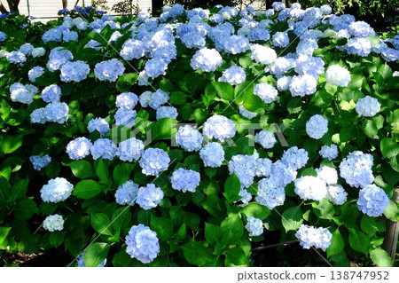 【神奈川縣】樹蔭下繡球花盛開 138747952