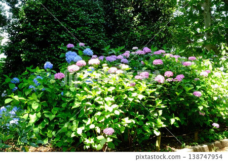 Hydrangeas blooming along the walking path in Kanagawa Prefecture. 138747954