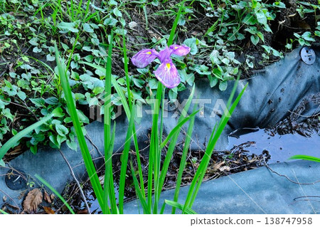 {Kanagawa Prefecture} Irises blooming in a shady marsh. {Kanagawa Prefecture} Irises blooming in a shady marsh. 138747958