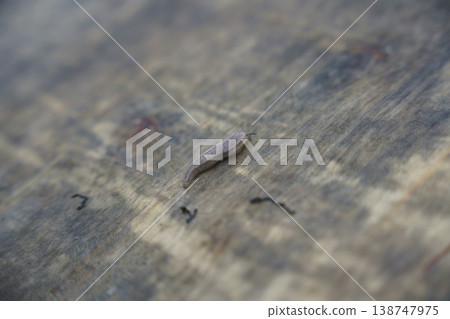 Slugs crawling on tree bark 138747975