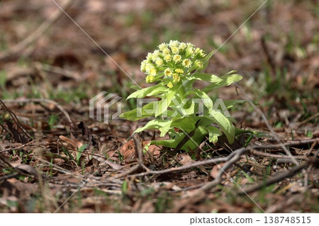 Butterbur sprouts herald the arrival of spring in the northern regions. 138748515