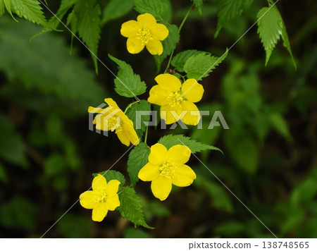 A branch of bright yellow Japanese kerria. 138748565