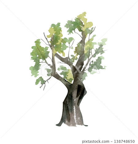 Vertical tree with slightly twisted trunk and modest branching, sparse or clustered foliage. Isolated botanical subject hand drawn in watercolor for rustic posters, nature diagrams and rural artwork. Vertical tree with slightly twisted trunk and modest branching, sparse or clustered foliage. Isolated botanical subject hand drawn in watercolor for rustic posters, nature diagrams and rural artwork. 138748650