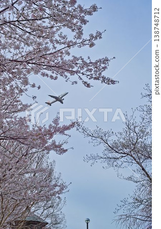 櫻花盛開,開啟新的篇章 櫻花盛開,開啟新的篇章 138748712