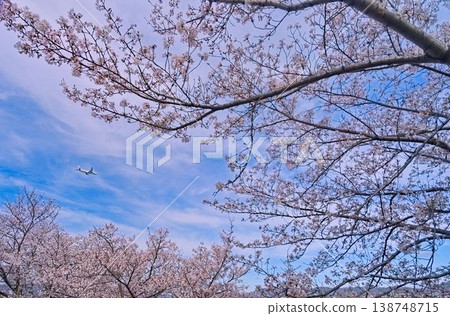 A new beginning with the cherry blossoms A new beginning with the cherry blossoms 138748715