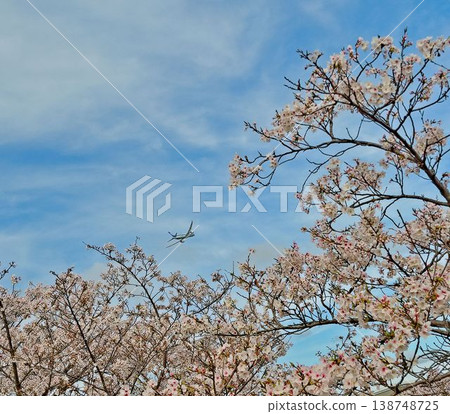 櫻花盛開,開啟新的篇章 櫻花盛開,開啟新的篇章 138748725