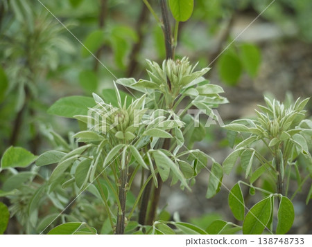 New leaves of bush clover New leaves of bush clover 138748733