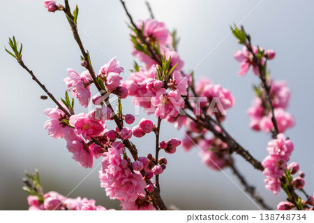 Flowering peach blossoms Flowering peach blossoms 138748734