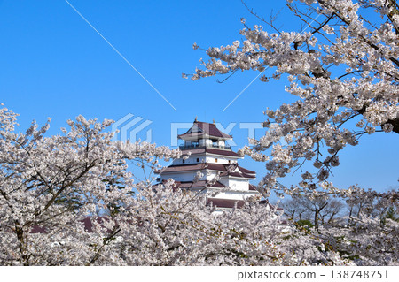 Spring Cherry Blossoms Aizuwakamatsu Castle Spring Cherry Blossoms Aizuwakamatsu Castle 138748751
