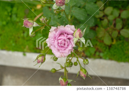 Roses in full bloom: Sweet Moon, a garden rose with gentle hues. Roses in full bloom: Sweet Moon, a garden rose with gentle hues. 138748786
