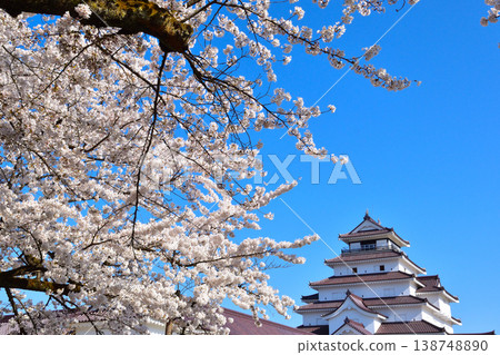 Spring Cherry Blossoms Aizuwakamatsu Castle Spring Cherry Blossoms Aizuwakamatsu Castle 138748890