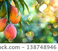 Ripe mango fruits hanging on tree branch with green foliage 138748946