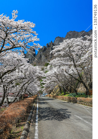 Cherry blossoms in full bloom against a blue sky (vertical view) Cherry blossoms in full bloom against a blue sky (vertical view) 138749136
