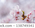 盛開的櫻花特寫鏡頭 138749341