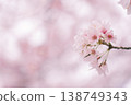 櫻花 138749343