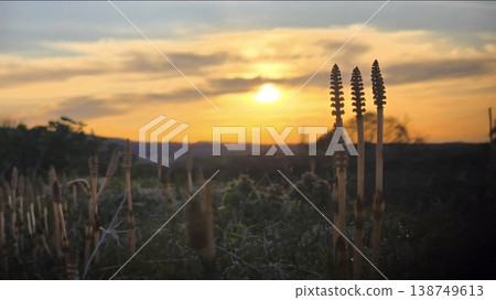 Spring dawn: The silhouette of horsetails illuminated by the morning sun. A dawn in the Japanese countryside that evokes a sense of hope and vitality. Spring dawn: The silhouette of horsetails illuminated by the morning sun. A dawn in the Japanese countryside that evokes a sense of hope and vitality. 138749613