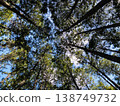 Looking Up at Cedar Trees 138749732