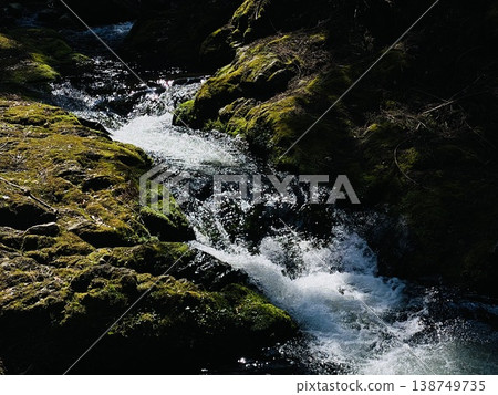 Clear Forest Stream 138749735