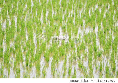 Anastomus oscitans, Asian openbill or Asian Openbill stork or Ciconia boyciana or Oriental stork or bird in the rice field Anastomus oscitans, Asian openbill or Asian Openbill stork or Ciconia boyciana or Oriental stork or bird in the rice field 138749809