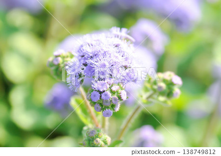 Ageratum, Ageratum blue planet, Ageratum conyzoides subsp or Ageratum houstonianum Mill or Asteraceae or Flossflower or purple flower Ageratum, Ageratum blue planet, Ageratum conyzoides subsp or Ageratum houstonianum Mill or Asteraceae or Flossflower or purple flower 138749812