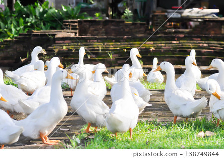 duck or ducks on the farm , farm animal duck or ducks on the farm , farm animal 138749844
