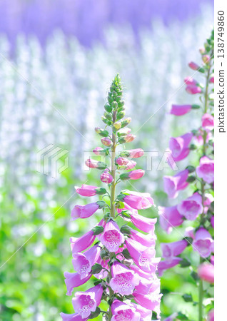 Common Foxglove, Digitalis purpurea or  Foxglove or Plantaginaceae or Scrophulariaceae or  pink flower 138749860